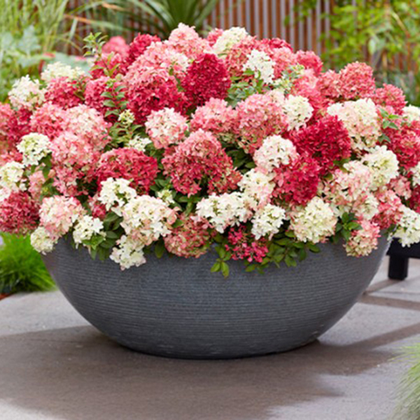 Großer bunter Blumenkübel